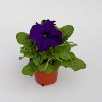 Петуния крупноцветковая (генетически компактная) (Petunia grandiflora)