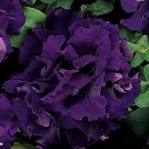 Петуния крупноцветковая махровая (Petunia grandiflora)