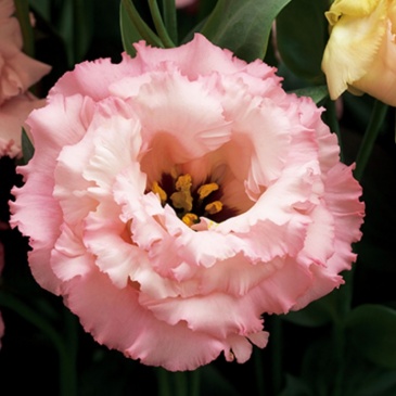 Лизиантус (Эустома) крупноцветковый (Lisianthus grandiflorum)