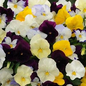 Виола виттрока ампельная (Viola wittrockiana)