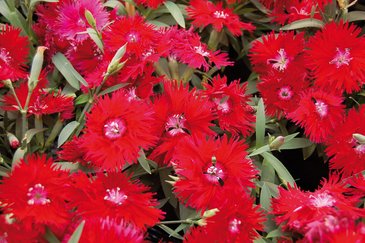 Гвоздика гибридная (Dianthus interspecific)