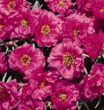 Портулак крупноцветковый (Portulaca grandiflora)