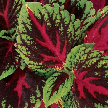Колеус гибридный (Coleus х hybrida)