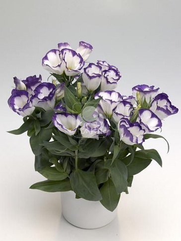 Лизиантус (Эустома) крупноцветковый (Lisianthus grandiflorum)