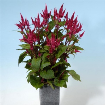 Целозия колосистая (перистая) (Celosia spicata)
