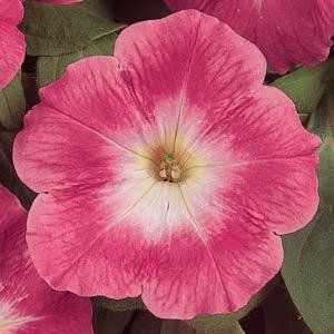 Петуния многоцветковая (Petunia multiflora)