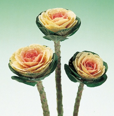 Декоративная капуста (Brassica oleracea)