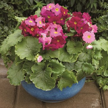 Примула обратноконическая (Primula obconica)