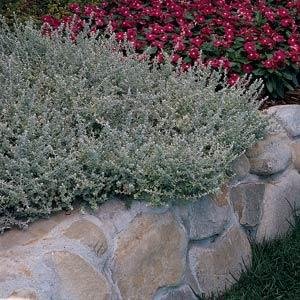 Бессмертник мелколистный (Helichrysum microphyllum)