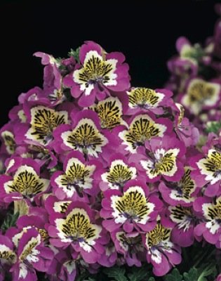 Схизантус визетонский (Schizanthus x wisetonensis)