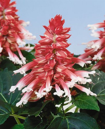 Сальвия блестящая (Salvia splendens)