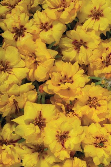 Портулак крупноцветковый (Portulaca grandiflora)