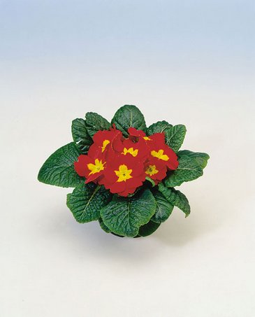 Примула бесстебельная (Primula acaulis) Примула бесстебельная (Primula acaulis)