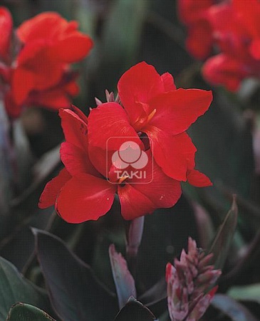 Канна садовая (Canna generalis)