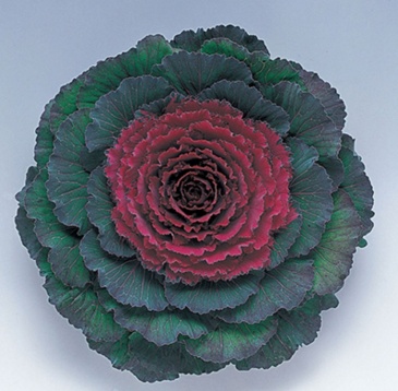 Декоративная капуста (Brassica oleracea)