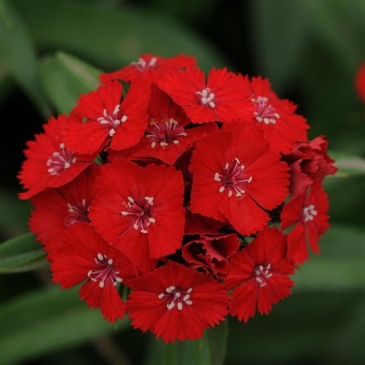 Гвоздика турецкая (Dianthus barbatus) Гвоздика турецкая (Dianthus barbatus)