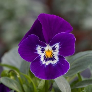 Виола рогатая (Viola cornuta)