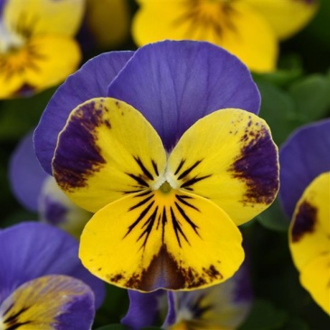 Виола рогатая (Viola cornuta)