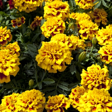Бархатцы отклоненные (Tagetes patula)