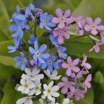 Незабудка лесная (Myosotis sylvatica)