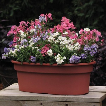 Немезия лазоревая (Nemesia foetens)