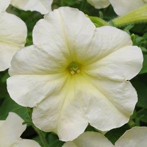 Петуния многоцветковая (Petunia multiflora)
