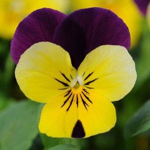 Виола рогатая (Viola cornuta)