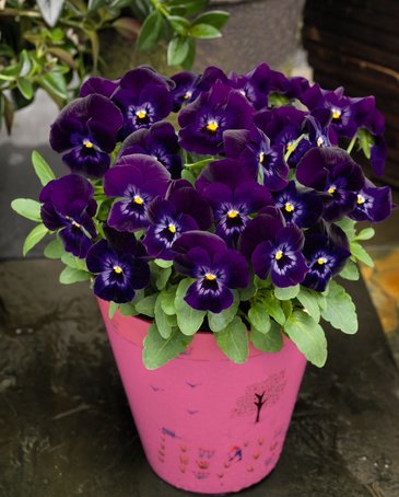 Виола рогатая (Viola cornuta)