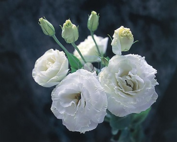 Лизиантус (Эустома) крупноцветковый (Lisianthus grandiflorum)