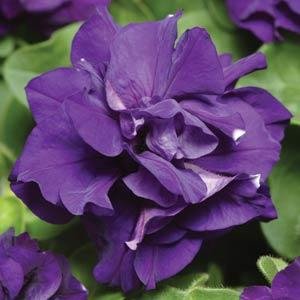 Петуния многоцветковая махровая (Petunia multiflora) Петуния многоцветковая махровая (Petunia multiflora)