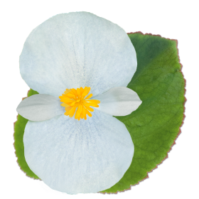 Бегония гибридная (зеленая листва) (Begonia x benariensis)