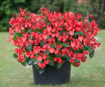 Бегония гибридная (зеленая листва) (Begonia benariensis)