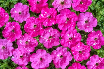 Петуния многоцветковая (Чехия) (Petunia multiflora)