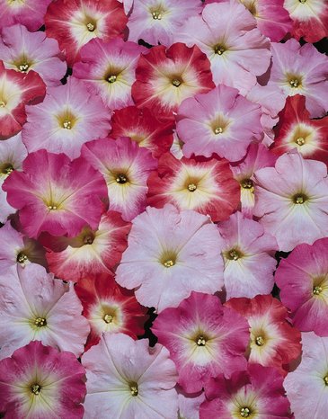 Петуния многоцветковая (Petunia multiflora)