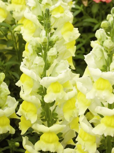 Львиный зев (Антирринум) большой (Antirrhinum majus)