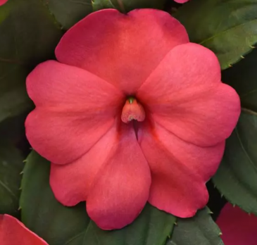 Бальзамин гибридный межвидовой (Impatiens walleriana) Бальзамин гибридный межвидовой (Impatiens walleriana)