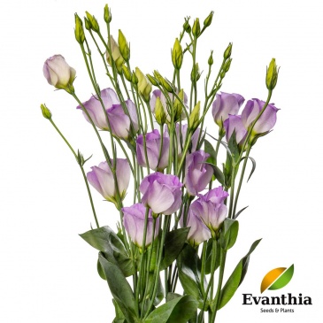 Лизиантус (Эустома) крупноцветковый (Lisianthus grandiflorum)