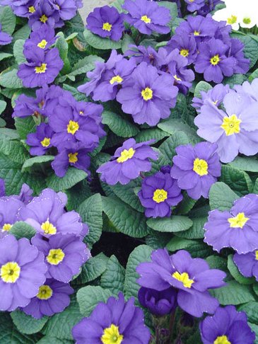 Примула бесстебельная (Primula acaulis)