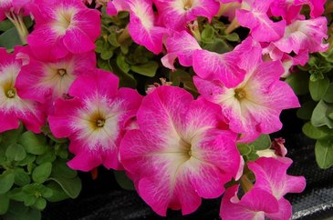 Петуния крупноцветковая (генетически компактная) (Petunia grandiflora)