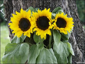 Подсолнечник летний (Helianthus annuus)