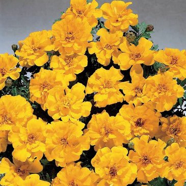 Бархатцы отклоненные (Tagetes patula)