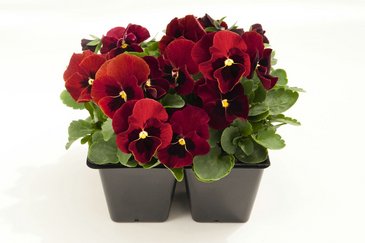 Виола рогатая (Viola cornuta)