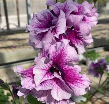 Петуния крупноцветковая махровая (Petunia grandiflora)