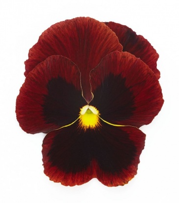 Виола виттрока (Viola wittrockiana)