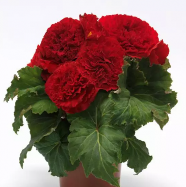 Бегония клубневая махровая (Begonia tuberhybrida)