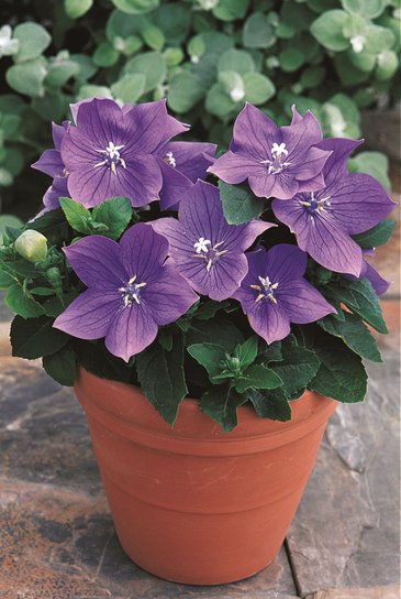 Платикодон крупноцветковый (Platycodon grandiflorus) Платикодон крупноцветковый (Platycodon grandiflorus)