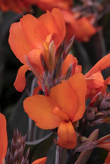 Канна садовая (Canna generalis)