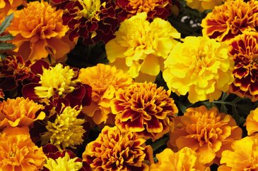Бархатцы отклоненные (Tagetes patula)