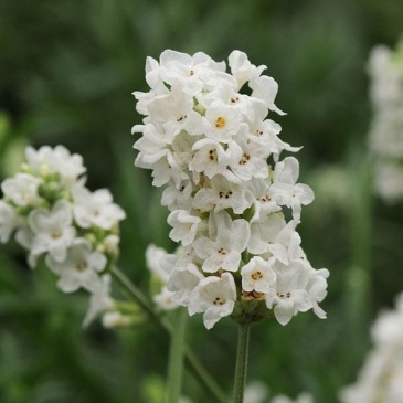 Лаванда узколистная (Lavandula angustifolia)