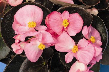 Бегония вечноцветущая (бронзовая листва) (Begonia semperflorens)